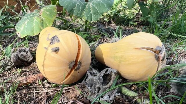 Cracked winter squash growing in vegetable garden close-up video