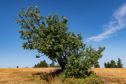 Aufgrund permanenten Windes schief gewachsene Echte Mehlbeere auf dem ausgetrockneten Gipfelplateau des Gro&szlig;en Feldbergs im Taunus, Hessen, deutschland im Sommer