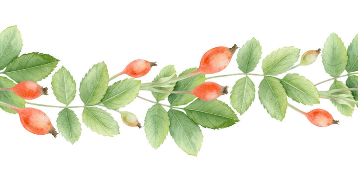 Dog rose briar branch, berries, green leaves watercolor seamless border. Botanical horizontal background of rosehip twig, ripe fruits. Autumn floral print for textile, tablecloth, cosmetic, herbal tea