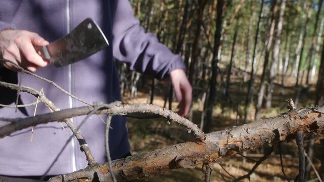 Close up man hands using large cleaver knife to chop dry pine branch in sunny forest, demonstrating survival skills and preparing firewood during wilderness hike or camping trip