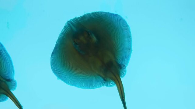 Scientific specimen of a stingray prepared through diaphonization or "clearing and staining" revealing the complex bone and cartilage structures of the fish, using Alcian blue to stain cartilage