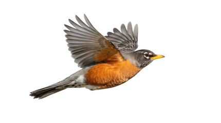 Fototapeta premium Close-up of a bird in flight with spread wings and detailed feathers isolated on white background