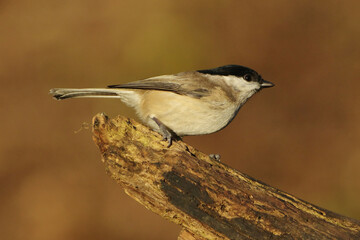 Marsh tit bird (Poecile palustris) perched on a frosted wooden log in winter, closeup side profile view © Badr