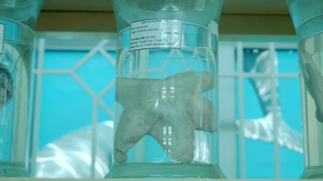 Thousands of clear glass jars with signed white labels containing embalmed fish, marine animals and others artifacts standing in the shelves. Shot in motion