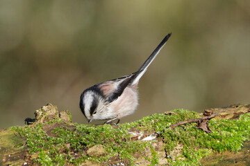 Long-tailed tit (Aegithalos caudatus) perched on a mossy tree branch in the forest © Badr
