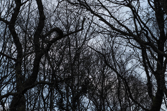 Paysages ruraux sous un temps gris et brumeux