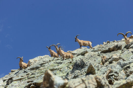 Wild horned goats stand among pale mountain boulders beneath a blue sky in a wildlife photograph with a softly blurred foreground for rugged habitat and alpine nature themes