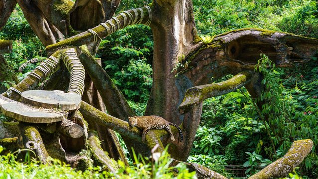Leopard sleeping and relaxing on an artificial tree branch in a zoo enclosure