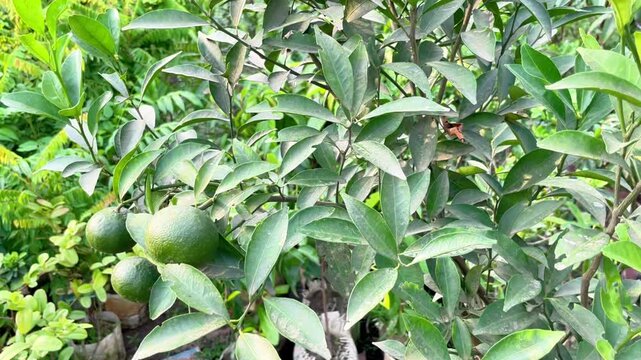 Citrus sinensis, commonly known as sweet orange, grows with lush green foliage and vibrant orange fruits, showcasing natural beauty, agricultural value, and fresh tropical scenery in Bangladesh.