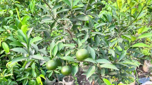 Citrus sinensis, commonly known as sweet orange, grows with lush green foliage and vibrant orange fruits, showcasing natural beauty, agricultural value, and fresh tropical scenery in Bangladesh.