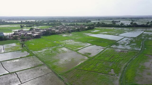 Aerial View of Flooded Paddy Fields for Rice Cultivation in Sindh Pakistan