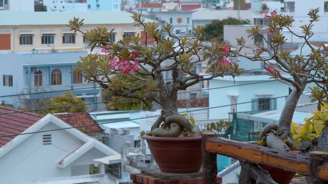 Adenium obesum, commonly known as Desert Rose or Japanese Araliya, trained in pot as bonsai with poisonous pollen on its bright, trumpet-shaped pink or red flowers grow in flower pots on the roof top 
