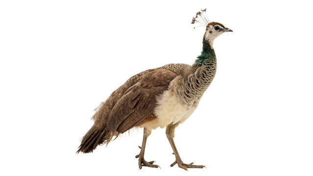Single wild female peacock peahen bird on transparent background