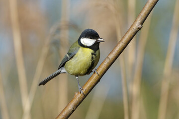 Great tit perched on a branch in natural habitat, close up of Parus major bird © Badr