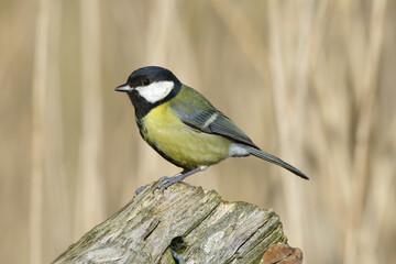 Great tit, Parus major, perched on an old wooden mossy fence post against a blurry natural background © Badr