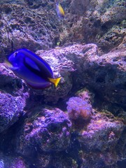 Coral reefs and fish © ASS