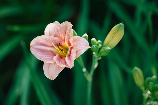 Close up of pink lily growing on green stem