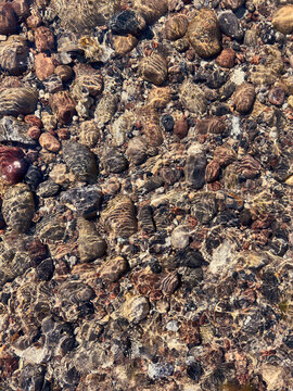 Full frame of patterned rocks in sunny, shallow Baltic Sea water