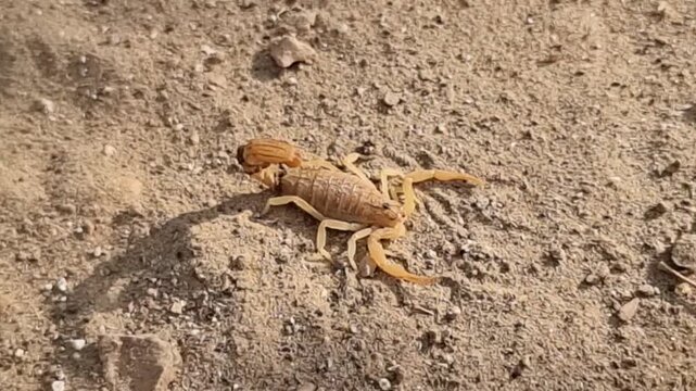 Deathstalker Scorpion (Leiurus Quinquestriatus).
deathstalker is a species of scorpion, a member of the family Buthidae. yellow scorpion, Omdurman scorpion, Naqab desert scorpion. Beautiful 4K Footage