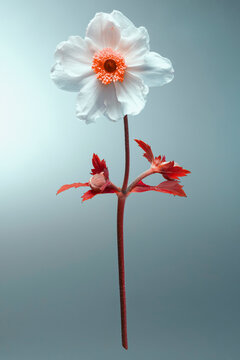 Infrared shot of beautiful white thimble weed flower on gray background