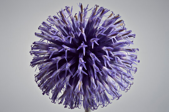 Extreme close up of round blue globe thistle flower head against blue background