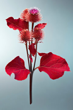 Infrared shot of Lesser Burdock plant stem against gray background