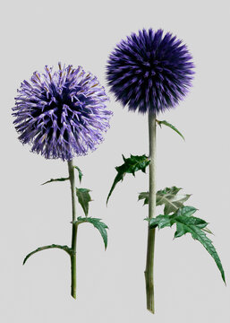 Still life side-by-side of soft and fuzzy blue globe thistle plant stems against gray background