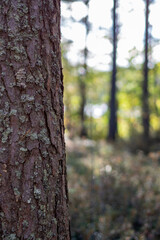 Fototapeta premium Vertical Pine Bark Close Up with Lichen and Bokeh Forest Light