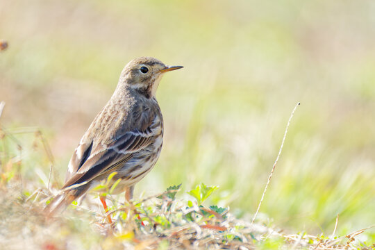 逆光のタヒバリ(Buff-bellied Pipit)