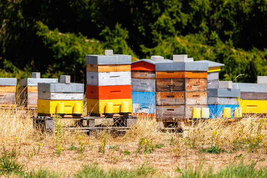 Ruches color&eacute;es install&eacute;es dans un champ ensoleill&eacute;, avec plusieurs colonies d&rsquo;abeilles en milieu rural.