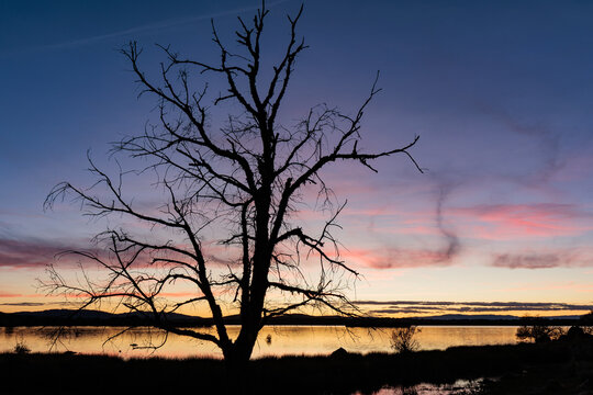 Silhouette of a dry oak tree and Valpara&iacute;so Reservoir at sunset, Zamora, Castile and Le&oacute;n, Spain.