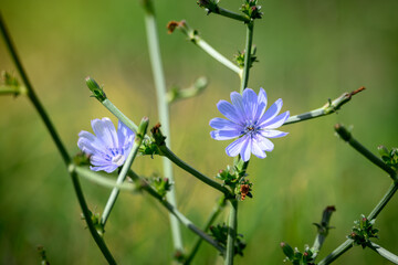 A mauve chicory flower, Cichorium Intybus, growing in the Marche region of Italy © Maxal Tamor