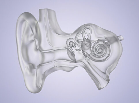 Human ear anatomy 3D model | Inner ear cochlea and auditory system illustration | Medical visualization of hearing organs | Transparent anatomical structure of the ear