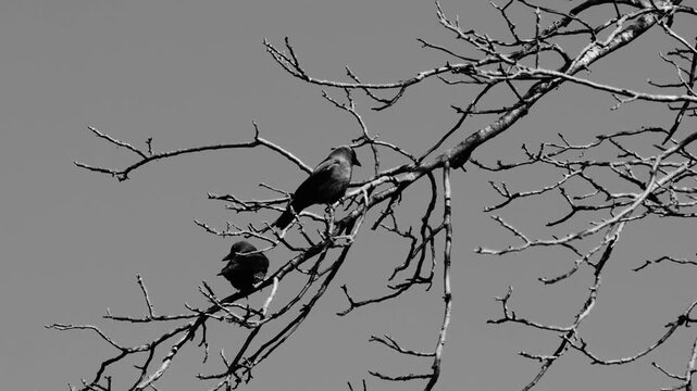 Two crows perched on bare tree branches against a gray sky crow bird branch nature wildlife crow bird branch nature