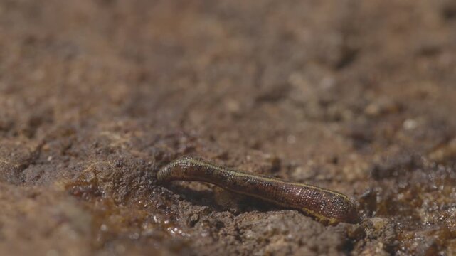 Brown land leech, Haemadipsa zeylanica crawling over wet rocks in slow motion, detailed view of leech in tropical forest environment of Sri Lanka, natural wildlife. ProRes 422 10 bit, raw C-LOG video.