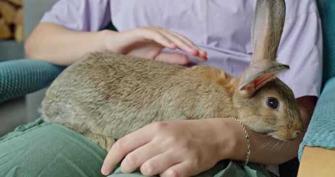 Person Gently Petting Brown Rabbit on Lap