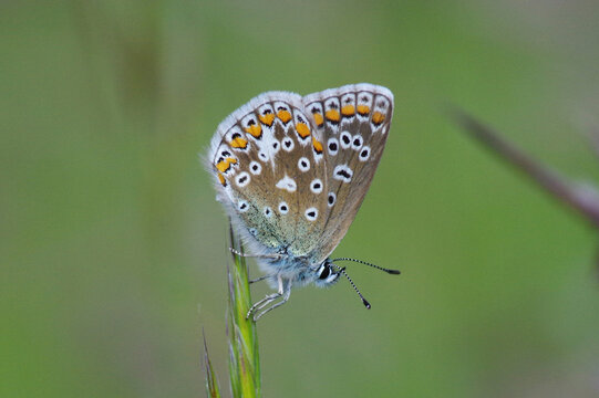 Macro shot of a Common Blue butterfly (Polyommatus icarus) resting