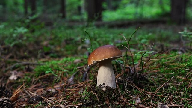 
Closeup  of an edible porcini mushroom, also known as Boletus edulis, growing on forest floor with softly blurred natural background. Wild mushroom and foraging concept.