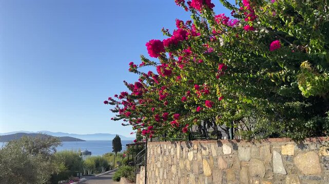 A picturesque stone wall lined with vibrant magenta bougainvillea flowers overlooking a quiet seaside path and the blue bay of Bitez in Bodrum, Turkey.