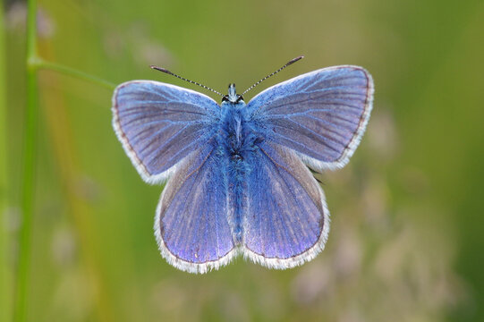 Common blue butterfly (Polyommatus icarus) male opening wings on green background