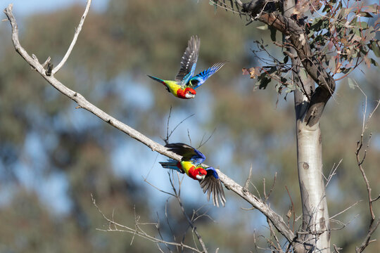Eastern Rosella (Platycercus eximius), Callum Brae NR, ACT, June 2026