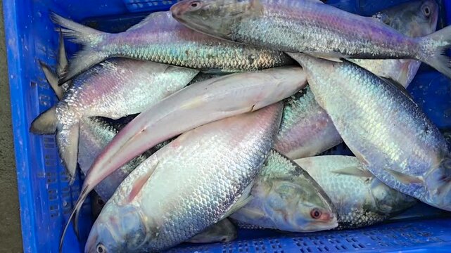 Hilsa fish close up view showing shiny silver scale texture