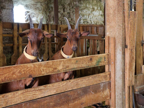 2 belles ch&egrave;vres dans la ferme