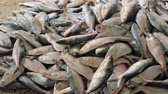 Hilsa fish huge batch stacked together after fresh catch