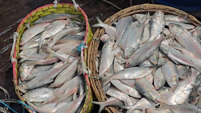 Hilsa fish piled in large wicker baskets at wholesale market