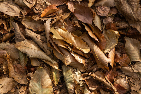 Feuilles brunes s&eacute;ch&eacute;es au sol en gros plan, fond naturel automnal