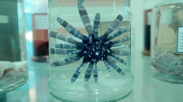 A spiny sea urchin, a marine invertebrate in the class Echinoidea with a globular body covered in protective spines preserved in a liquid solution for study or display. Shot in motion