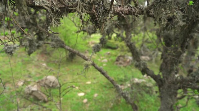 Beard lichen hangs from spruce tree branches in forest with textured growth natural detail.