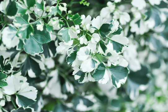 Ming Aralia, Polyscias sp or ARALIACEAE or  Celere leaved panax or Garudas claws or Polyscias guilfoylei or Quinquefolia or white and green leaf