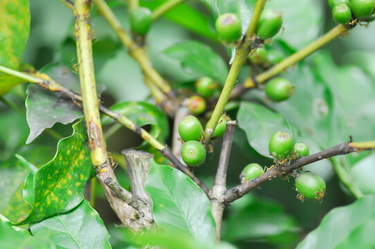 coffee cherry or coffee bean or coffee seed ,coffee beans or coffee plant